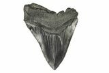 Bargain, Fossil Megalodon Tooth - Serrated Blade #193958-1